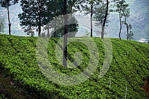 Landscape Tea Plantation of Lipton Seat Image photo