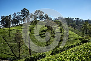 Landscape Tea Plantation of Lipton Seat Image photo