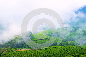 Landscape of the tea plantations with fog in India