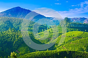 landscape of the tea plantations in India, Kerala, Mun