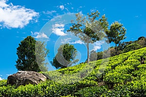 Landscape of the tea plantations Kerala