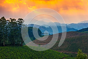 Landscape tea plantations and mountains in a pre-dawn haze, India kerala