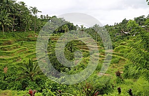 Landscape in Tegalalang Rice terraces