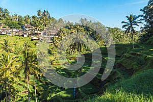 Tegallalang Rice Terraces of Bali, Indonesia photo