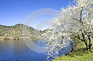 Landscape of Tejo river, Belver