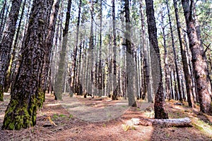 Landscape in Tenerfe Tropical Volcanic Canary Islands Spain, pine tree forest