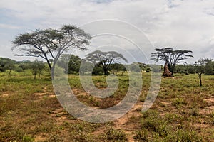Landscape with a termite mound in Omo valley, Ethiop