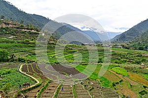 Landscape with terraced fields in the Punakha Valley of the exotic Kingdom of Bhutan