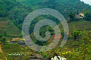 landscape terraced rice field near Sapa, north Vietnam