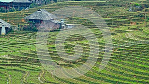 landscape terraced rice field near Sapa, north Vietnam