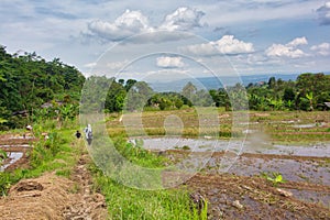 Landscape of terraced rice fields in Sukabumi, West Java, Indonesia