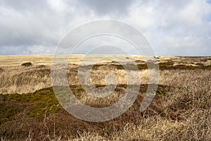 Landscape at Texel