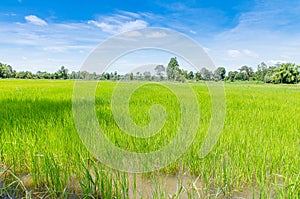 Landscape of Thai rice field under blue sky