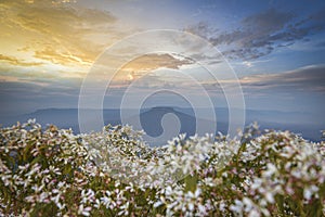Landscape Thailand beautiful mountain scenery view on hill with white flower field and sunset Loei or Fuji of Thailand