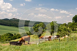 Landscape Thuringia with cow