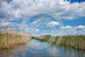 Landscape of Tisza lake with reed in Hungary