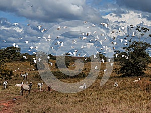 Landscape to farm and the animals birds white and cows coffee