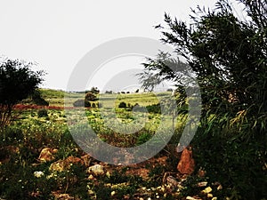 Landscape of the tomillares -Alhaurin de la Torre