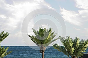 Landscape of the tops of palm trees against