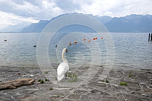 Landscape from town of Vevey to Lake Geneva, Switzerland