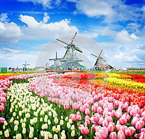 Dutch wind mills