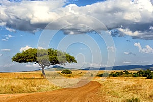 Landscape with tree in Africa