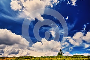 Landscape tree and field of green fresh grass under blue sky