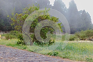 Landscape of a tree in a field surrounded by evergreen trees on a foggy day.