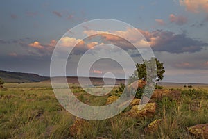 Landscape of tree on a hill with rocks and clouds at sunset