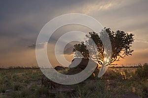 Landscape of a tree on hill with rocks and clouds at sunset