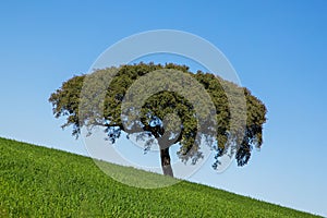 Landscape of a tree on a hill slope and blue sky