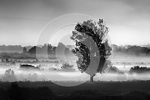 Landscape with tree in the mist in the area of Koroneia lake