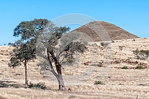 Landscape, with a tree and mountain, at Toekoms