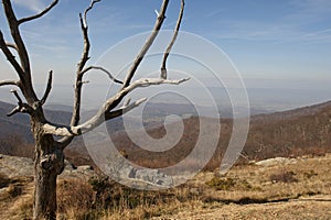 Landscape of a tree in the mountains.