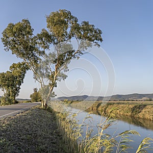 tree and reeds on Valentina road and canal, Fonteblanda, Italy photo