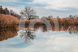 Landscape of tree reflection