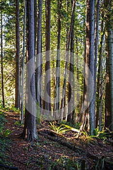 Landscape with tree trunks in the forest on the mountainside illuminated by sunlight