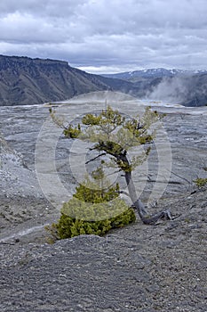 Landscape of Tree in Yellowstone
