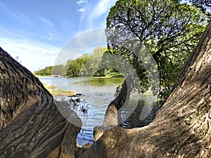 A landscape of trees.