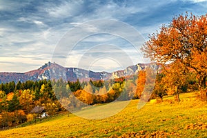 Landscape with a trees in autumn colors.