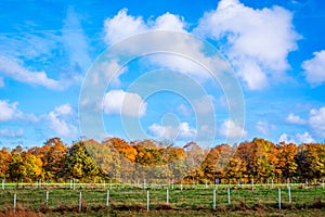 Landscape with trees in the autumn