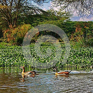 Landscape of trees in the background and ducks in the lake