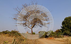 Landscape with trees in Bagan, Myanmar