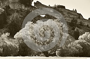 Landscape with trees in blossom and rocks in Soria, Spain