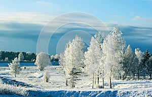 Landscape with trees covered with hoarfrost