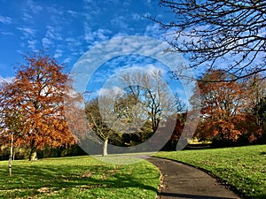 Landscape of the trees at Fenton Park