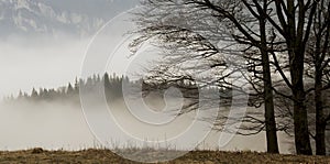 Landscape with trees and fog covered forest