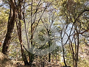 Landscape of Trees in a Forest