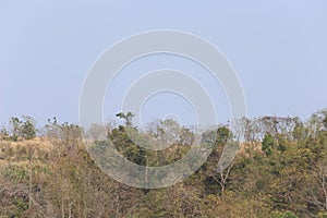 The Landscape of the trees forest in the daytime