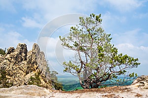 Landscape with trees in the Harz area, Germany